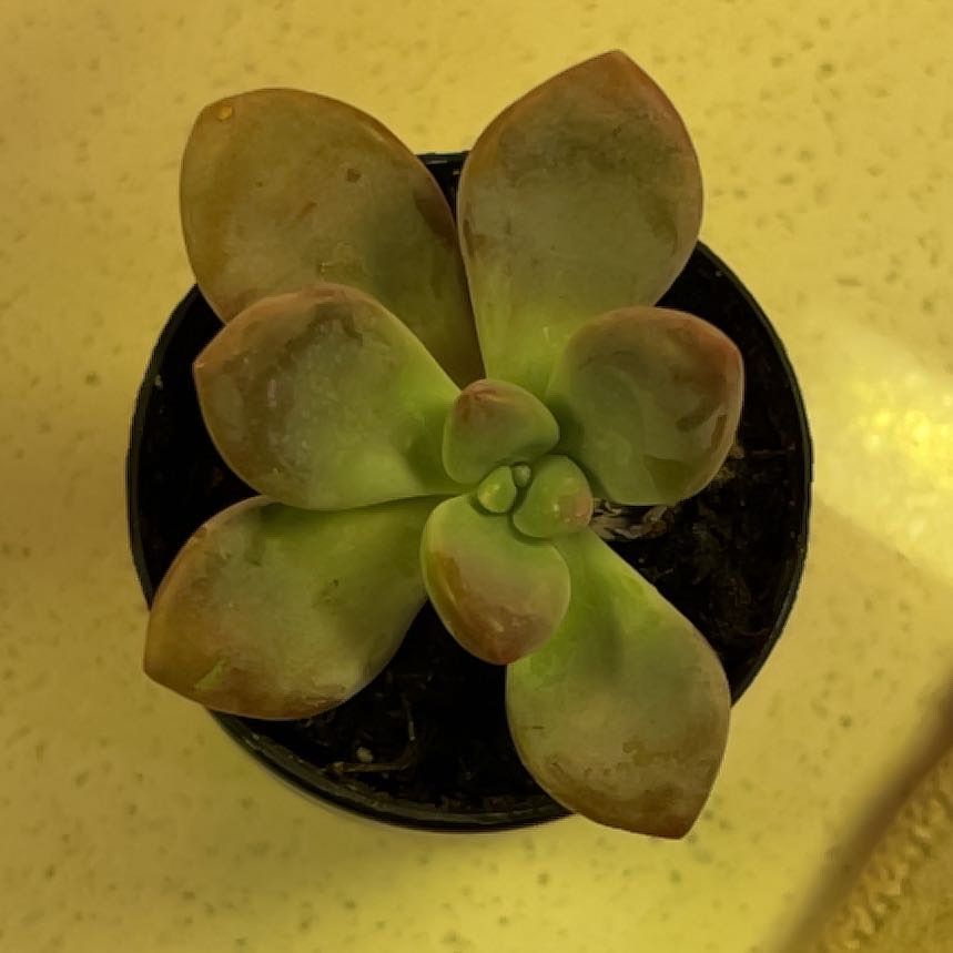 Photo of the plant species Graptopetalum 'Murasaki' by @VigorousTutu96 named Sonora on Greg, the plant care app
