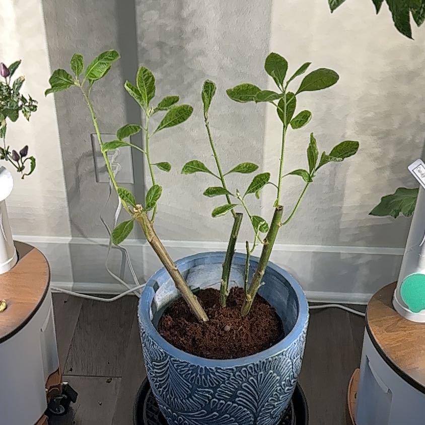 Photo of the plant species Bitter Leaf by @ExuberantPapaya named Shewa on Greg, the plant care app