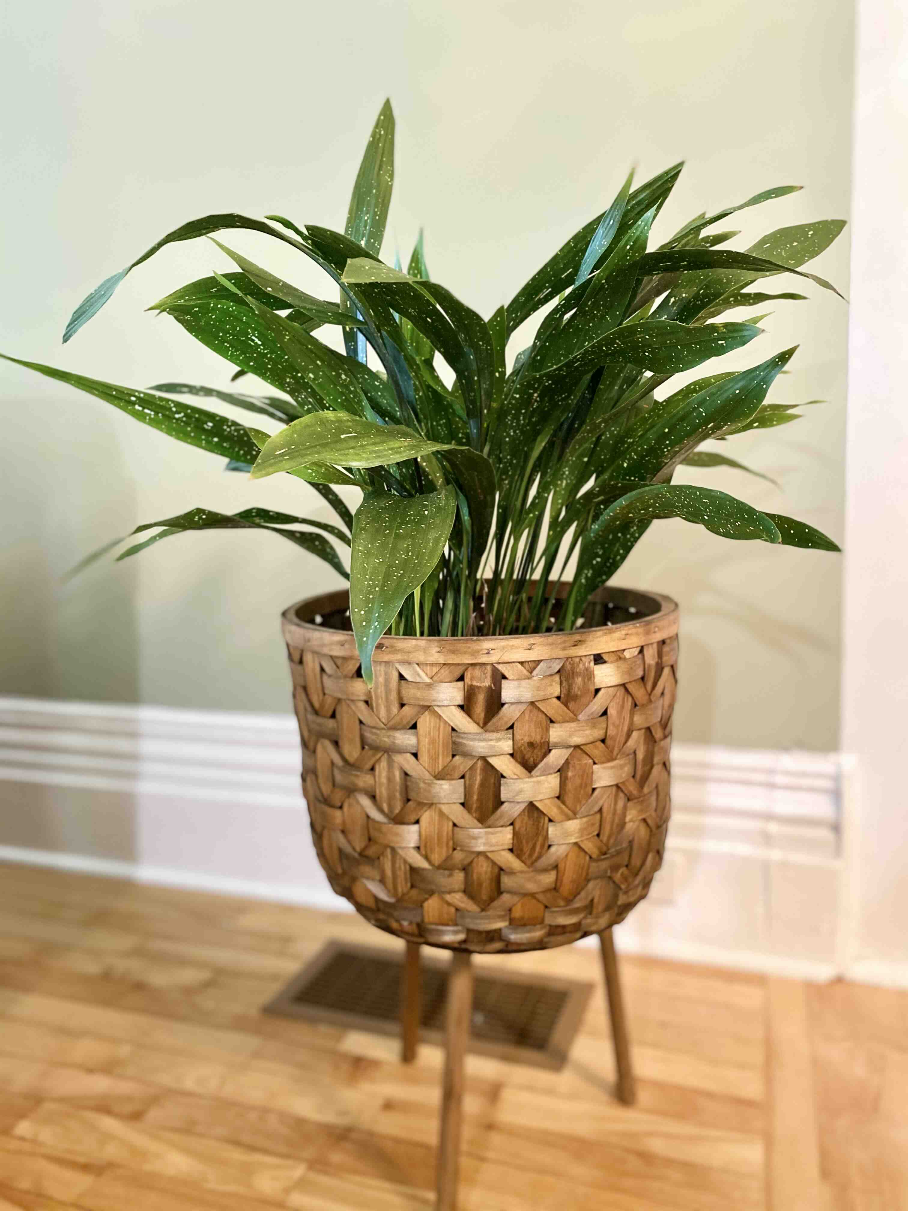 Healthy Cast Iron Milky Way plant in a woven basket planter with green leaves and white speckles.