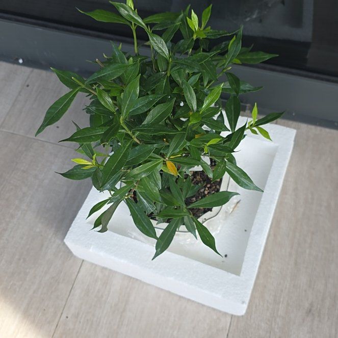 Photo of the plant species Miniature Gardenia by @SoulfulComet90 named Keanu Leaves on Greg, the plant care app