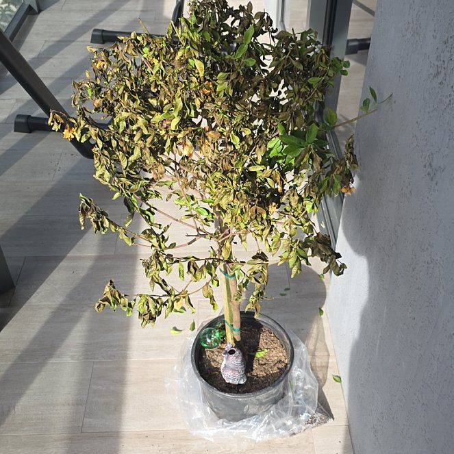 Photo of the plant species Gardenia by @SoulfulComet90 named Bruce Lee on Greg, the plant care app