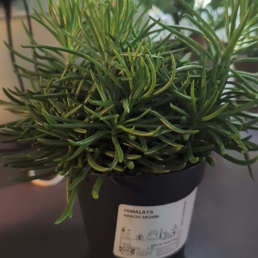 Photo of the plant species Himalaya Senecio by @HeroSalad81 named Clooney on Greg, the plant care app