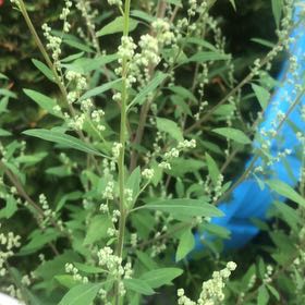 Photo of the plant species Lateflowering Goosefoot by @TopMoonwort44 named Emerson on Greg, the plant care app