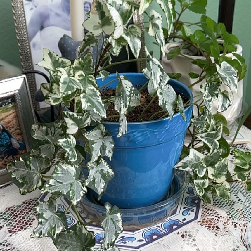 Photo of the plant species Yellow Archangel by @PertinentTule75 named Terra on Greg, the plant care app