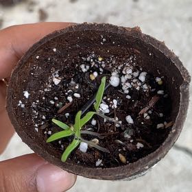 Photo of the plant species Beefsteak Tomato by @RieMix named Homer on Greg, the plant care app