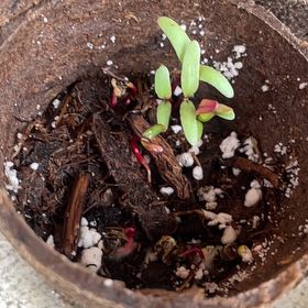 Photo of the plant species Red Beets by @RieMix named Fernie Mercury on Greg, the plant care app