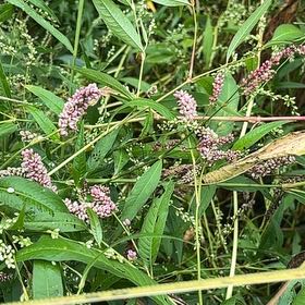 Photo of the plant species Spotted Ladysthumb by @ChiefHornwort21 named Kesha on Greg, the plant care app