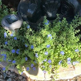 Photo of the plant species Birdeye Speedwell by @PetStarburst2 named Bodhi on Greg, the plant care app