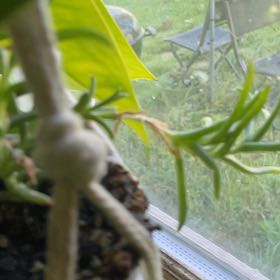 Photo of the plant species Ruschia pulvinaris by @VipBaylaurel28 named Forrest on Greg, the plant care app