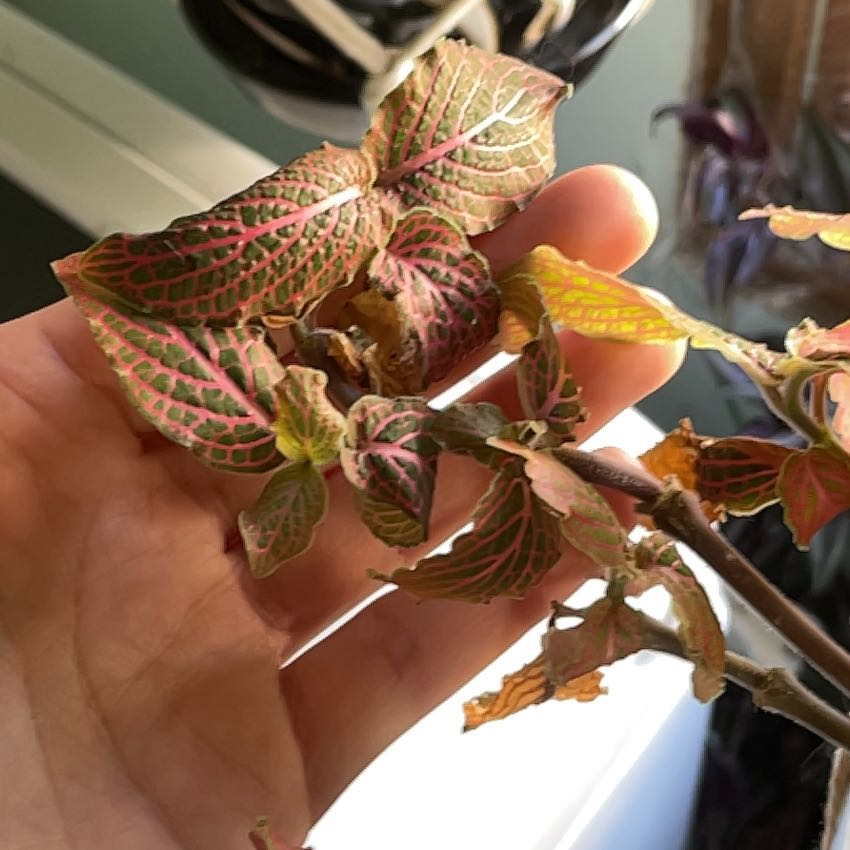 Photo of the plant species Red Anna Fittonia by @VipBaylaurel28 named Bodhi on Greg, the plant care app
