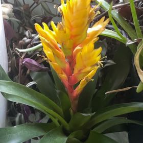 Photo of the plant species Bromeliad Vriesea by @VipBaylaurel28 named Foxxy on Greg, the plant care app