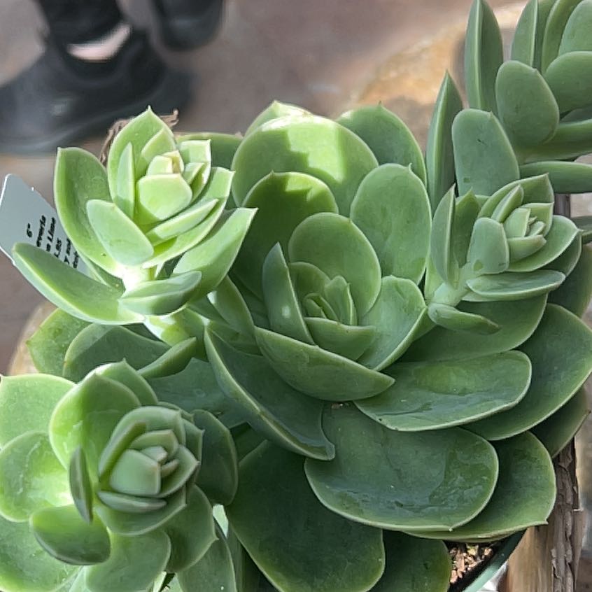 Photo of the plant species Blue Atoli Echevaria by @ExoticRedtree24 named Apollo on Greg, the plant care app