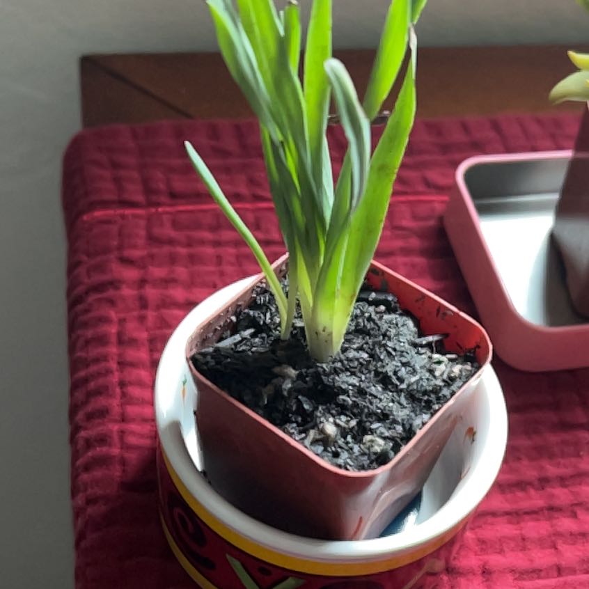 Photo of the plant species Albuca concordiana by @ExoticRedtree24 named Marley on Greg, the plant care app