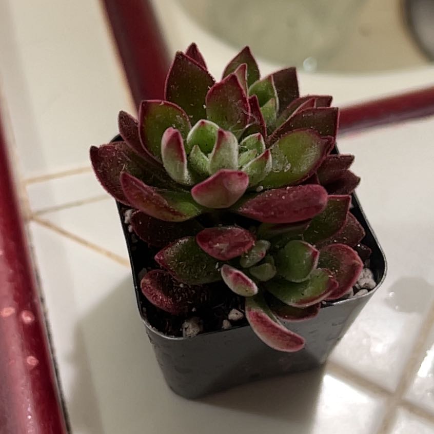 Photo of the plant species Ruby Slippers by @ExoticRedtree24 named Pax on Greg, the plant care app