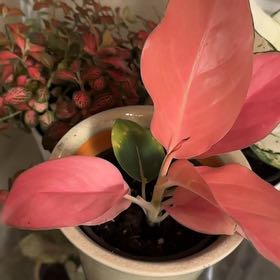 Photo of the plant species Chinese Evergreen by @SecurePrasium34 named Xena on Greg, the plant care app