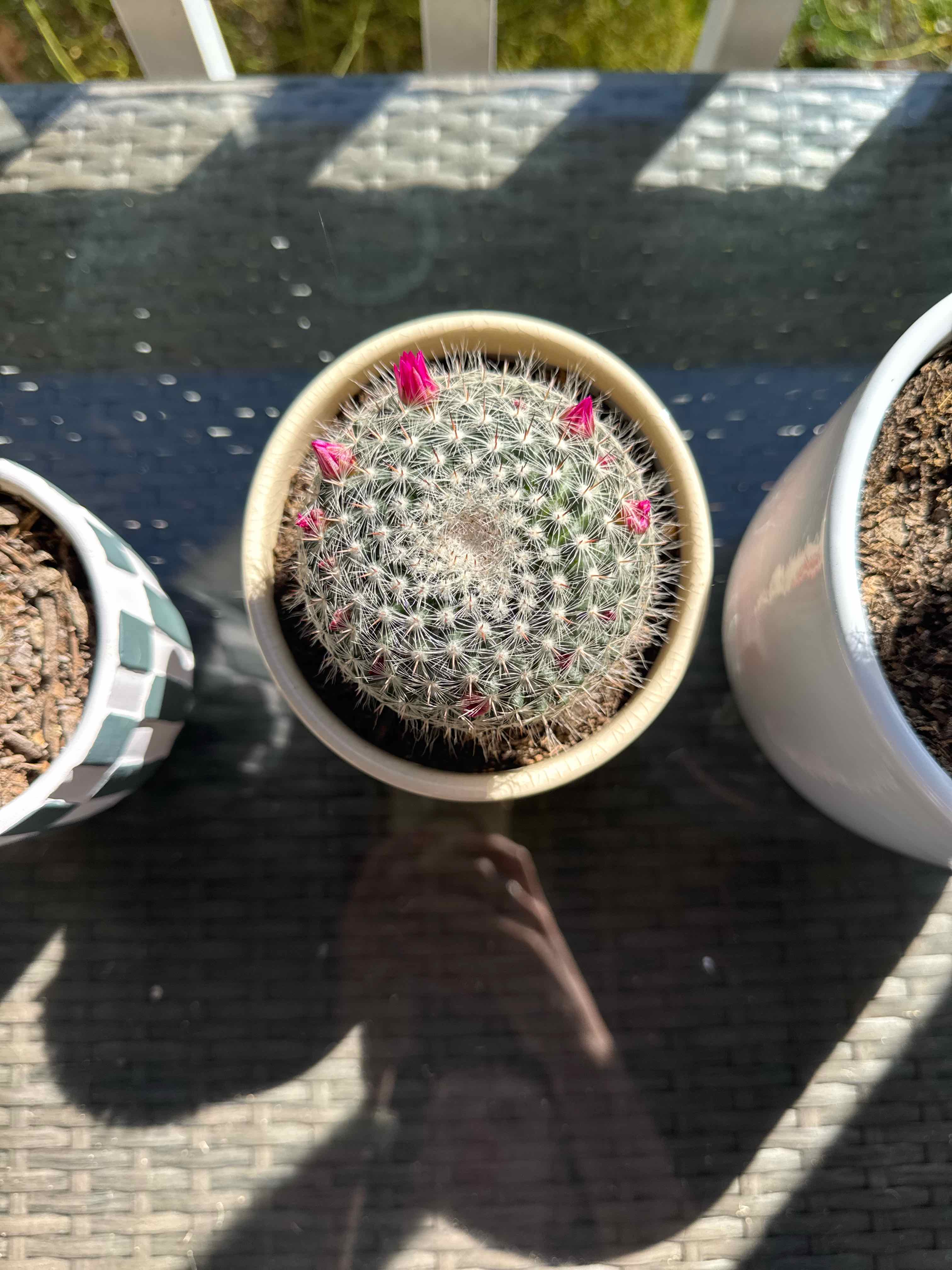 Photo of the plant species Old Lady Cactus by @SlinkyFanpalm37 named Shakira on Greg, the plant care app