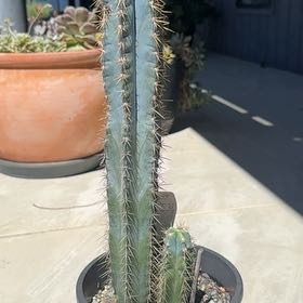 Photo of the plant species Blue Torch Cactus by @SlinkyFanpalm37 named Duke on Greg, the plant care app