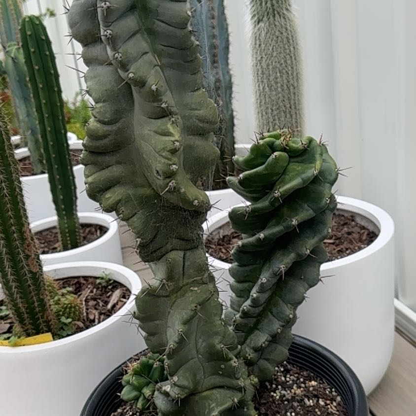 Photo of the plant species Spiral Cactus by @SlinkyFanpalm37 named Spiraline on Greg, the plant care app