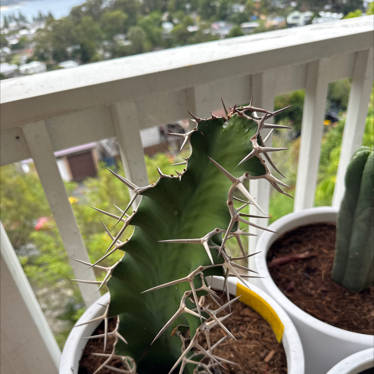 Photo of the plant species Euphorbia grandicornis subsp. sejuncta by @SlinkyFanpalm37 named Stella on Greg, the plant care app
