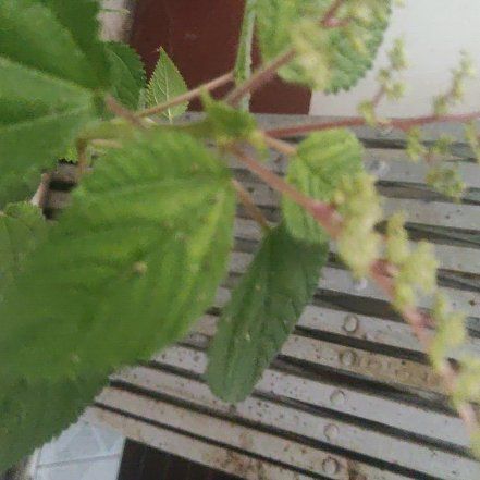 Photo of the plant species Hornbeam Copperleaf by @AceCherryred16 named Sol on Greg, the plant care app