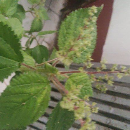 Photo of the plant species Hornbeam Copperleaf by @AceCherryred16 named McKinley on Greg, the plant care app