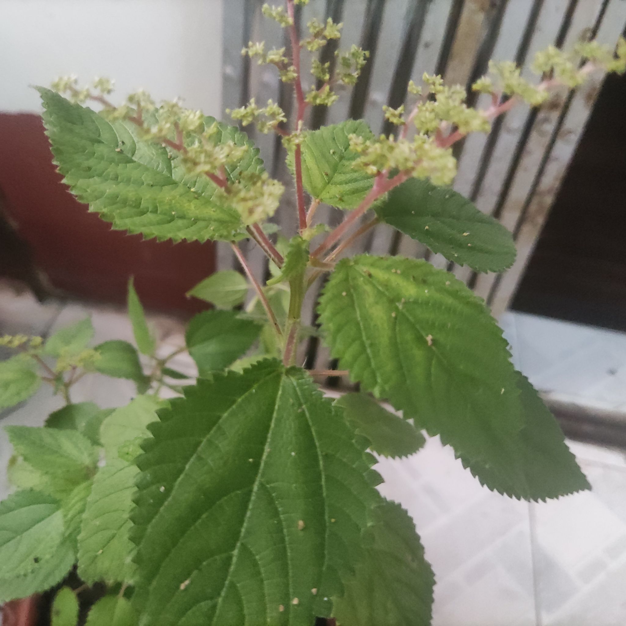 Photo of the plant species Ramie Chinese Grass by @AceCherryred16 named Shakira on Greg, the plant care app