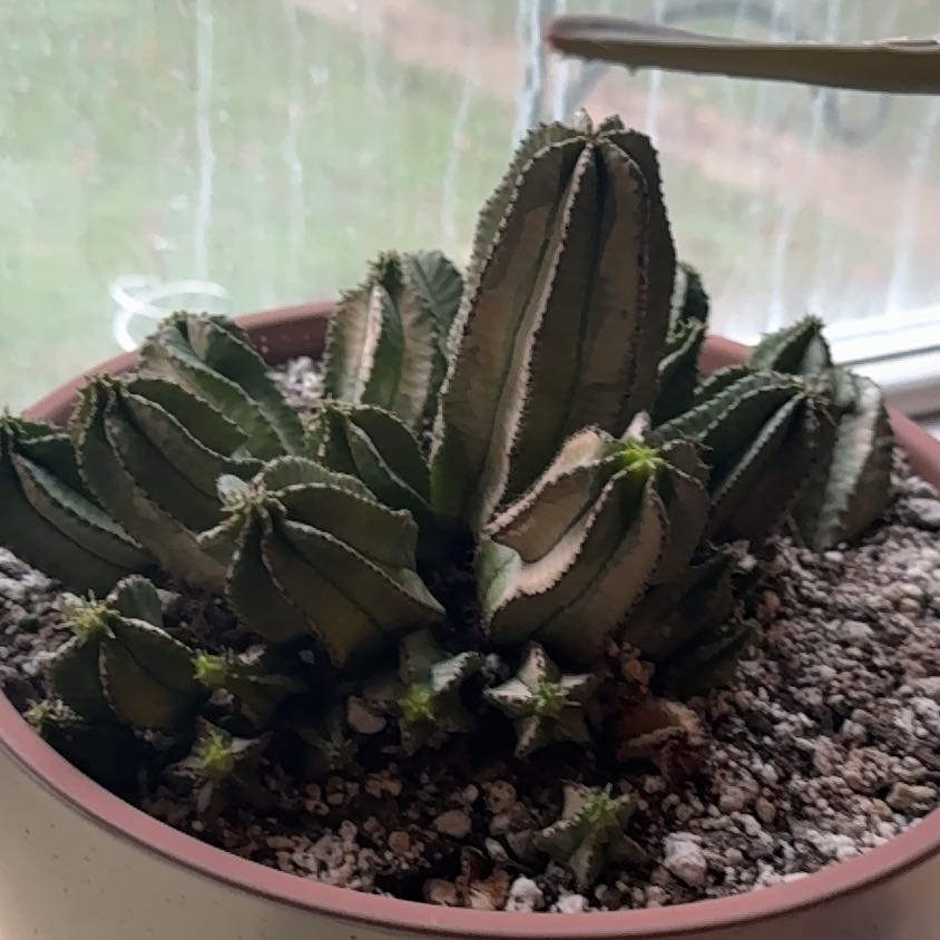Photo of the plant species African Milk Barrel by @HoneyedTomato75 named Mochi on Greg, the plant care app