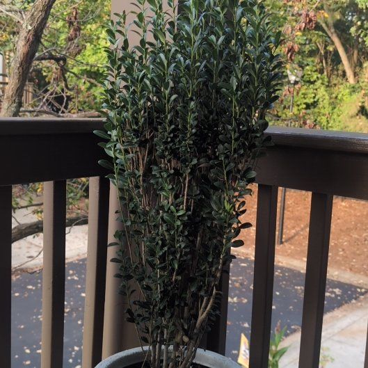 Photo of the plant species Sky Pencil Japanese Holly by @AstuteChinarose named Bodhi on Greg, the plant care app