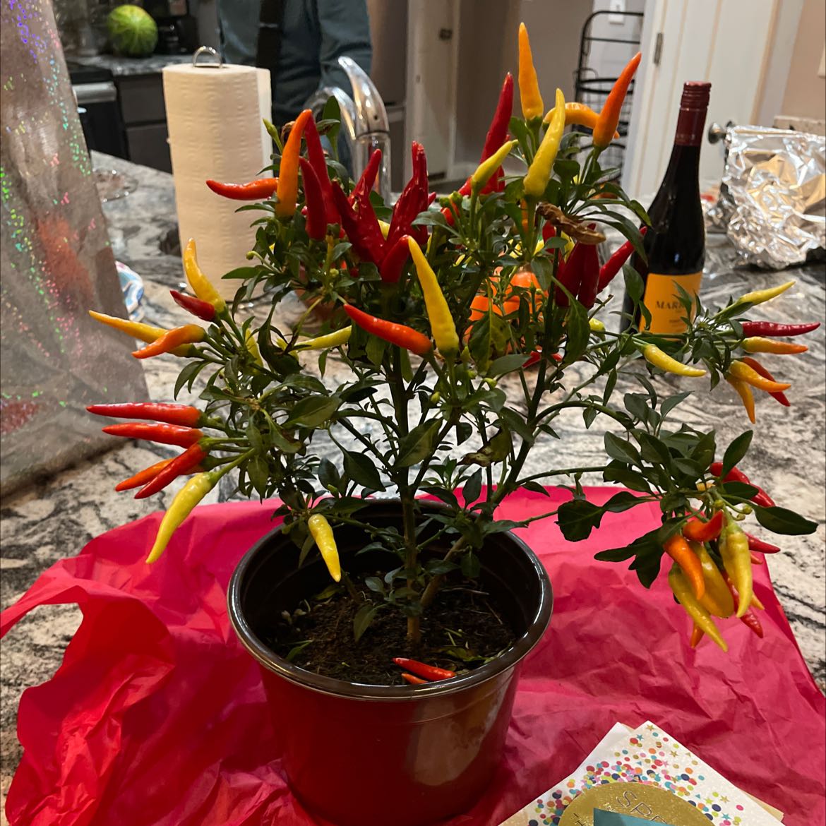 🌶 Red Chili Pepper is Toxic To Cats