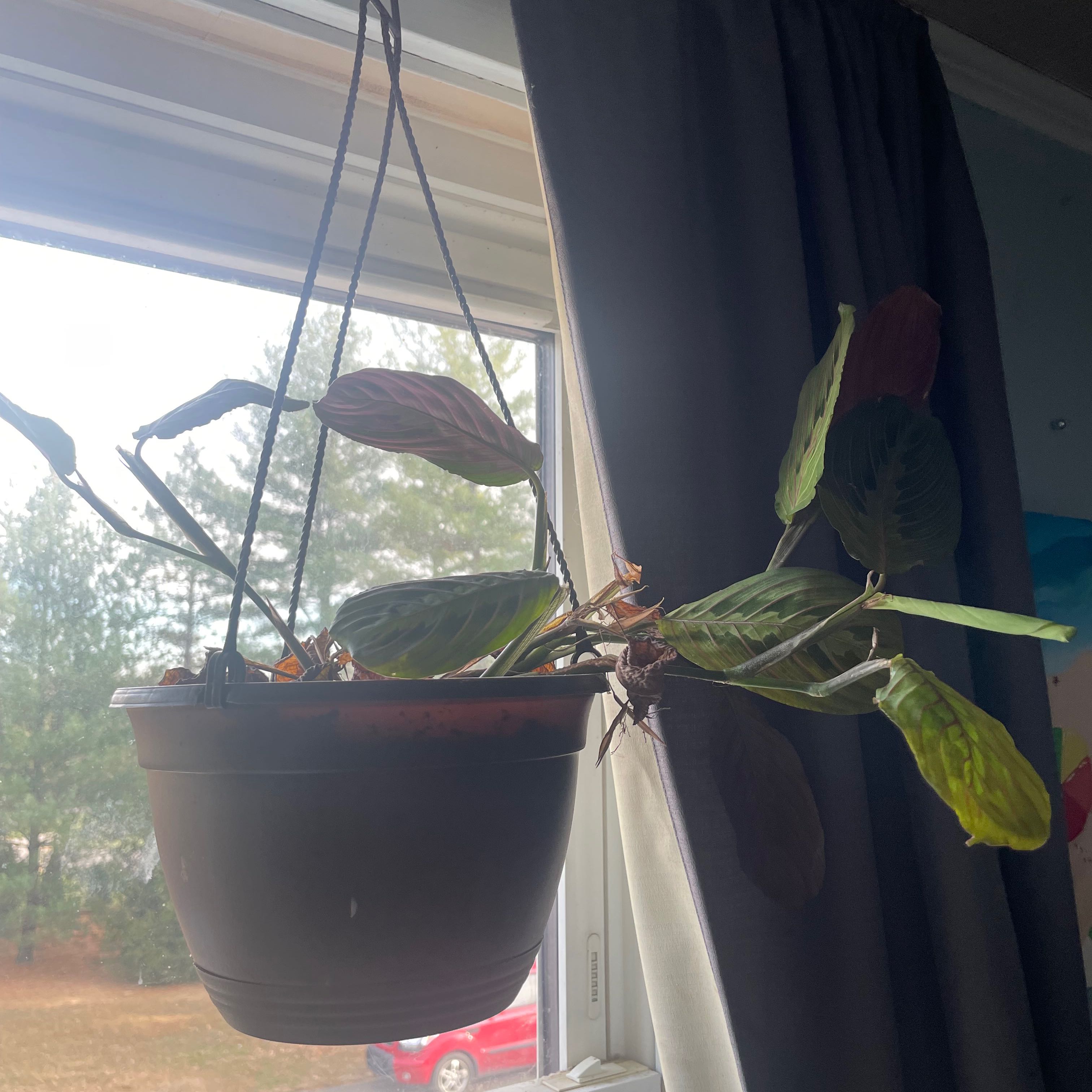 Hanging potted Prayer Plant near a window with some leaf discoloration.