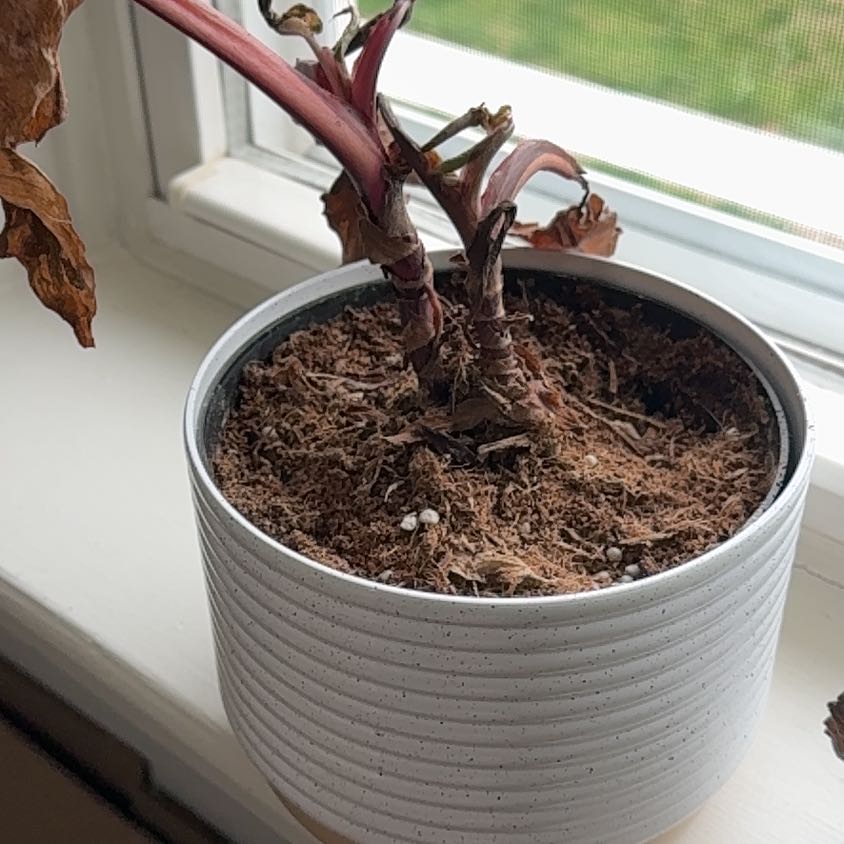 Photo of the plant species Calathea 'Pink Star' by @LushRedlion36 named Osmo on Greg, the plant care app