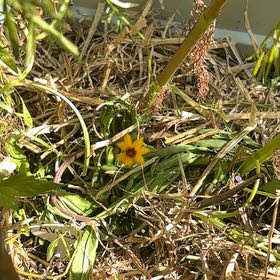 Photo of the plant species Mexican Creeping Zinnia by @CleverMoss64 named Wall-E on Greg, the plant care app