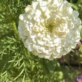 Photo of the plant species Persian Buttercup by @CleverMoss64 named Pax on Greg, the plant care app