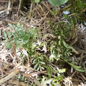 Photo of the plant species American Parsley Fern by @CleverMoss64 named Cleopatra on Greg, the plant care app