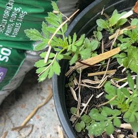 Photo of the plant species Wavy Bittercress by @CleverMoss64 named Plato on Greg, the plant care app