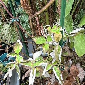 Photo of the plant species Black Raspberry by @CleverMoss64 named Kardashian on Greg, the plant care app