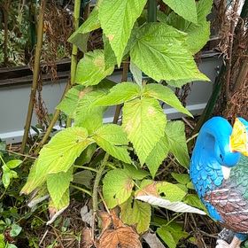Photo of the plant species European Red Raspberry by @CleverMoss64 named Lola on Greg, the plant care app