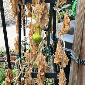 Photo of the plant species Cucumber by @CleverMoss64 named Lavender on Greg, the plant care app