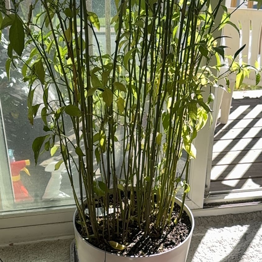 Photo of the plant species chilli by @ActualCorrea16 named James Dean on Greg, the plant care app