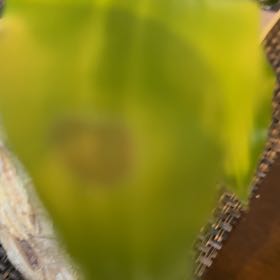 Photo of the plant species Western Skunk Cabbage by @ComicAtom54 named Osmo on Greg, the plant care app