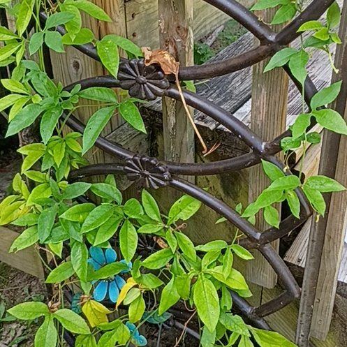 Photo of the plant species Mile-a-Minute Vine by @StockyCorkoak0 named Austen on Greg, the plant care app