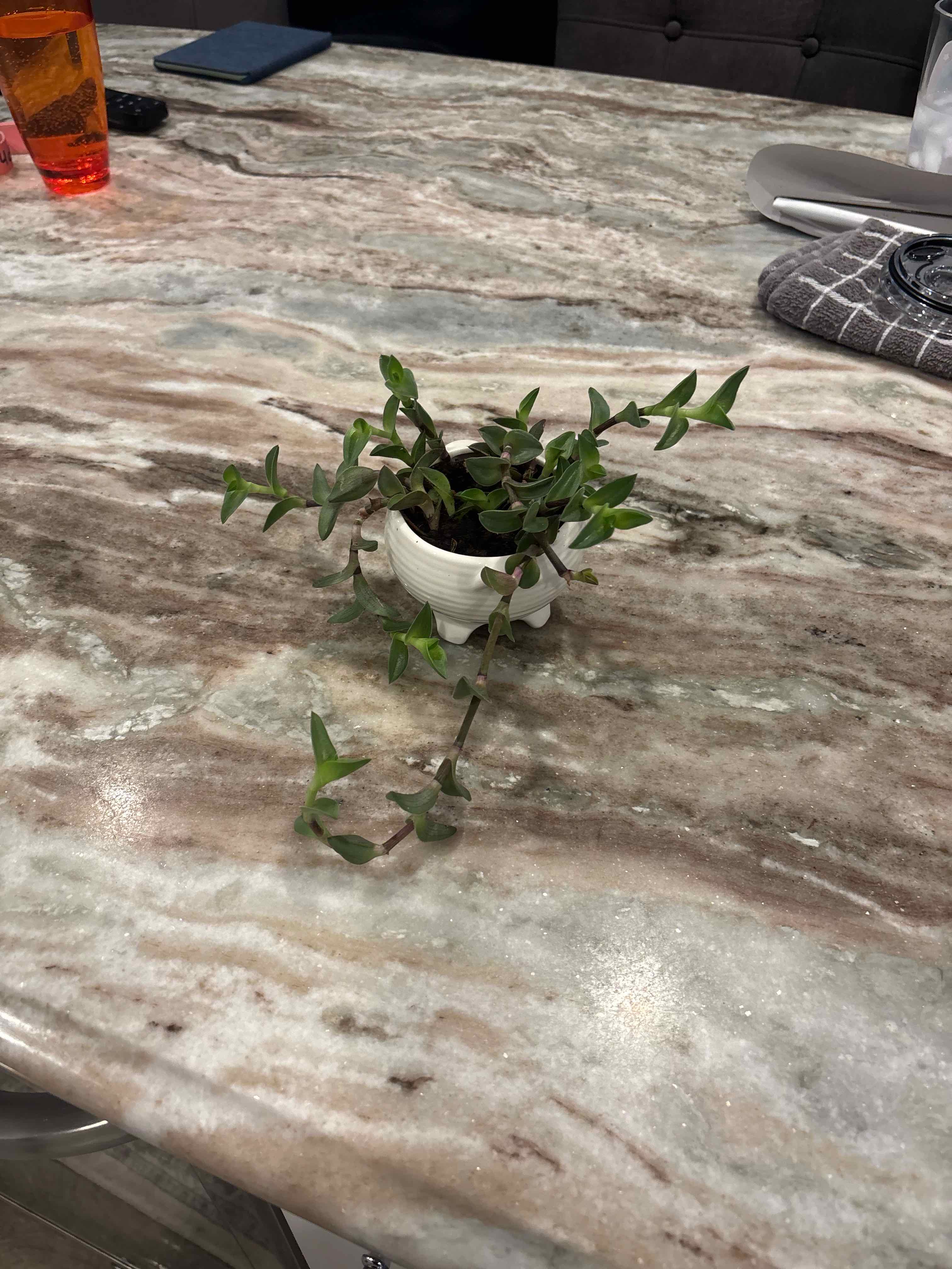 Photo of the plant species Chain Plant by @Ally-is-Bug named Sage on Greg, the plant care app