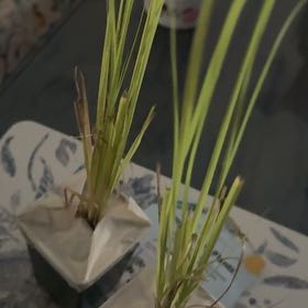 Photo of the plant species Pink Pampas Grass by @GermaneCalethea named Pinky on Greg, the plant care app