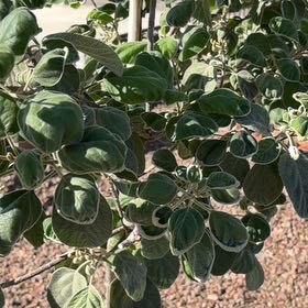 Photo of the plant species Mexican-Olive by @VerdurousCacto named Muhammad Ali on Greg, the plant care app