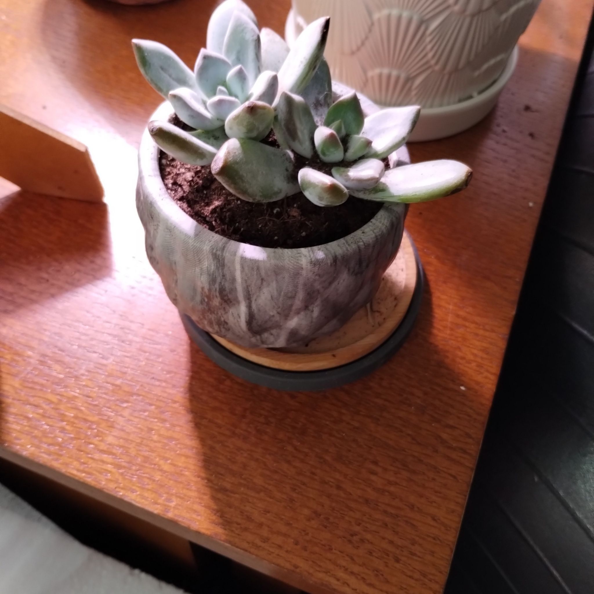 Photo of the plant species Pachyveria 'Powder Puff' by @norahaefele named Drake on Greg, the plant care app