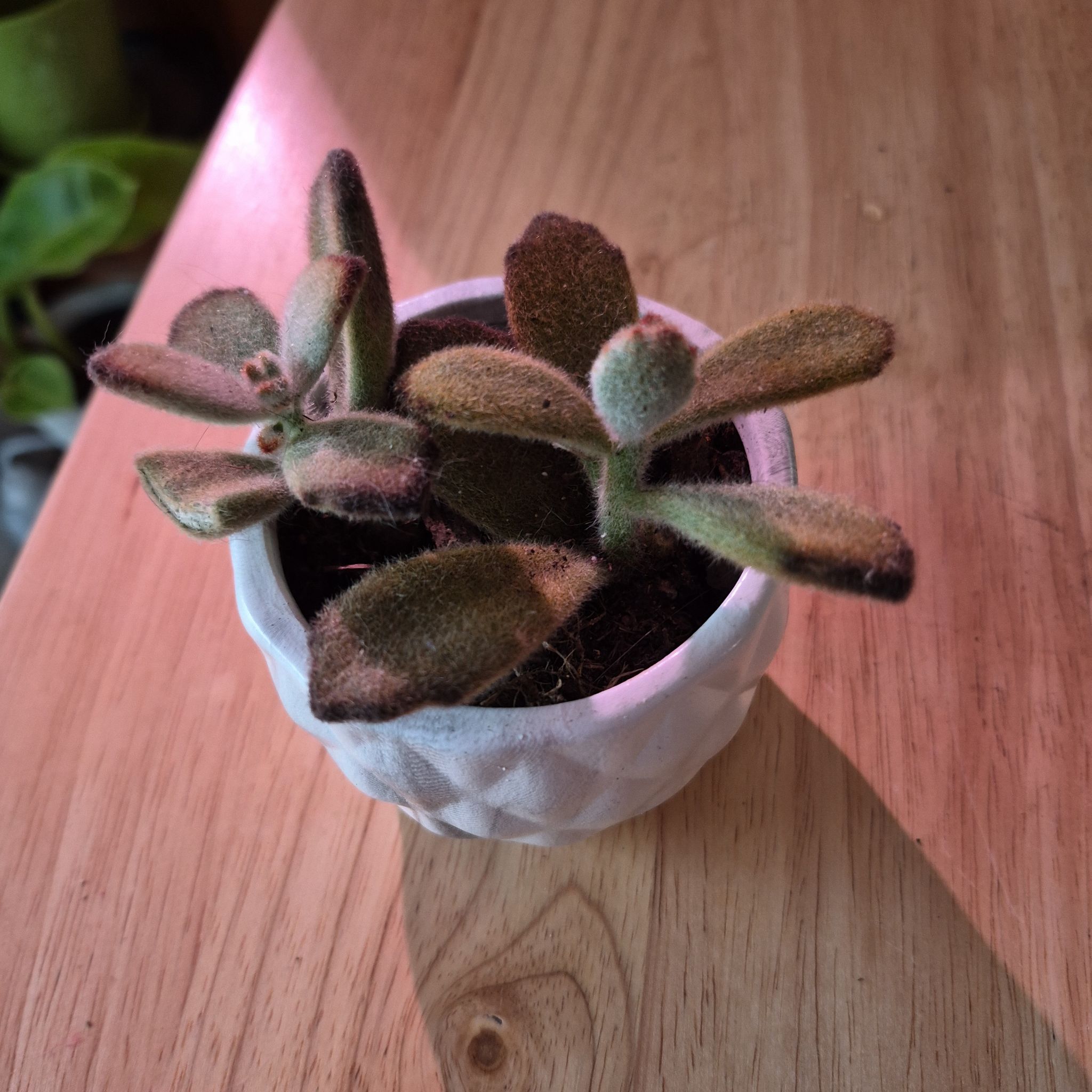 Photo of the plant species Teddy Bear Panda Plant by @norahaefele named Orwell on Greg, the plant care app