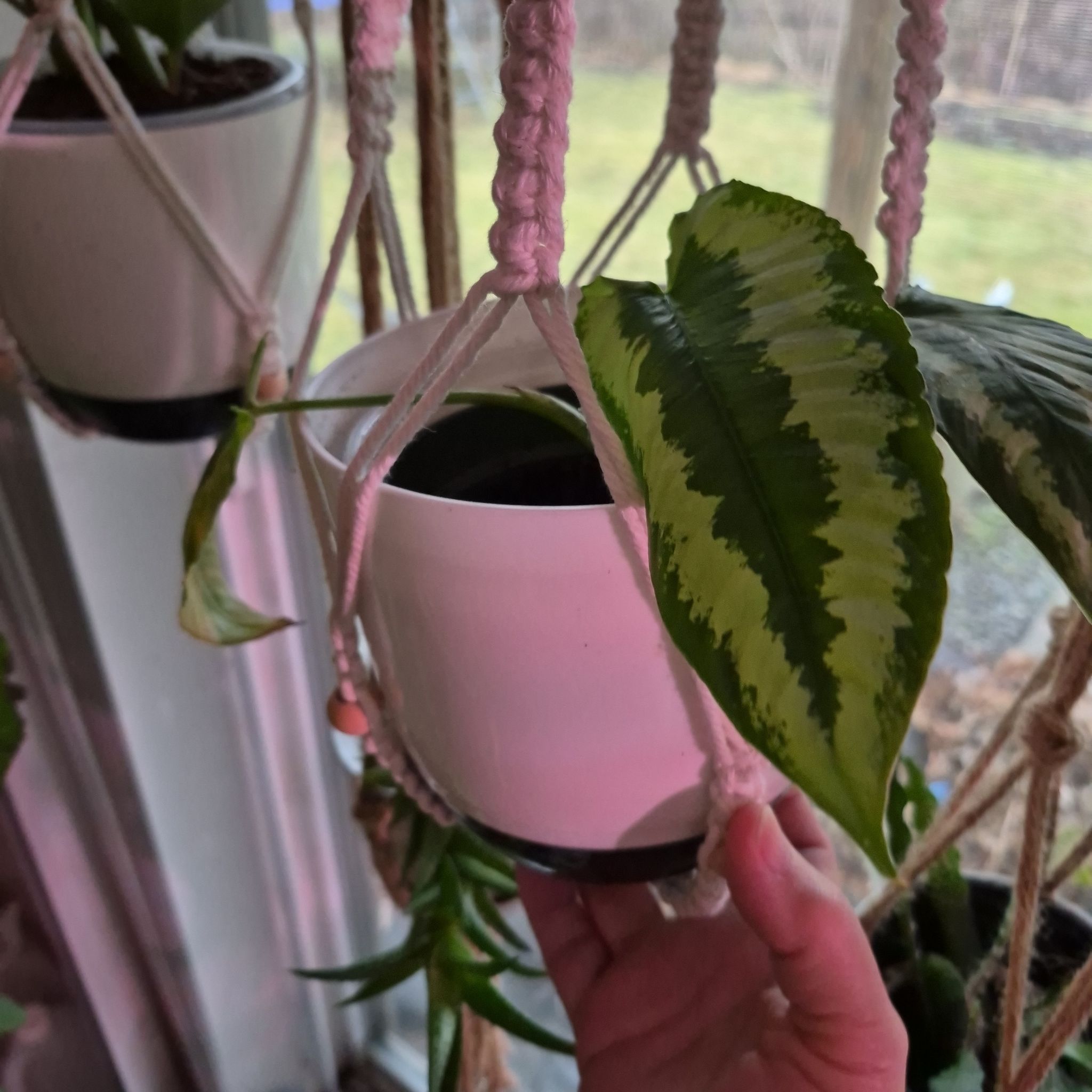 Photo of the plant species Schismatoglottis wallichii by @norahaefele named Morgan Treeman on Greg, the plant care app