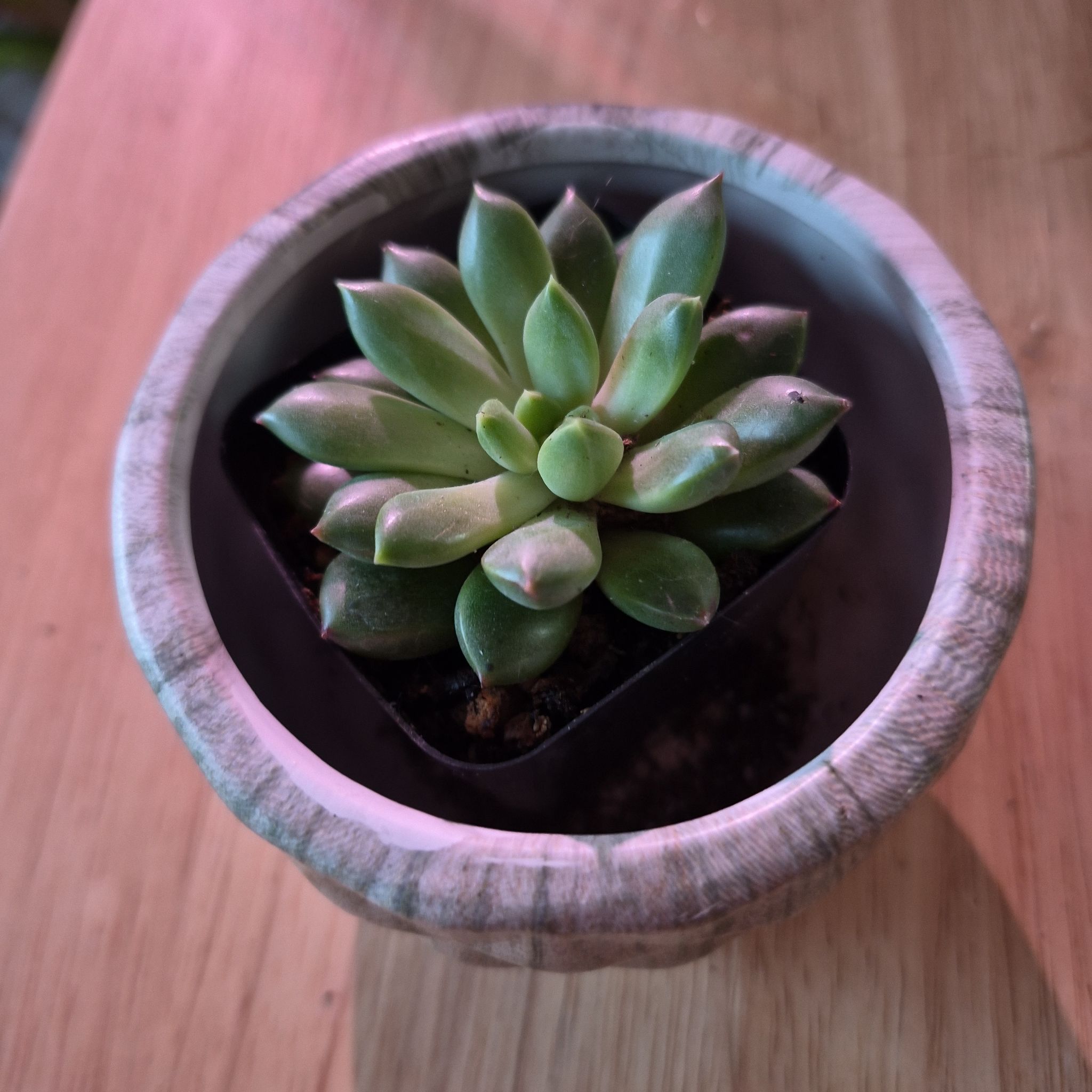 Photo of the plant species Graptoveria 'Bashful™' by @norahaefele named Kesha on Greg, the plant care app