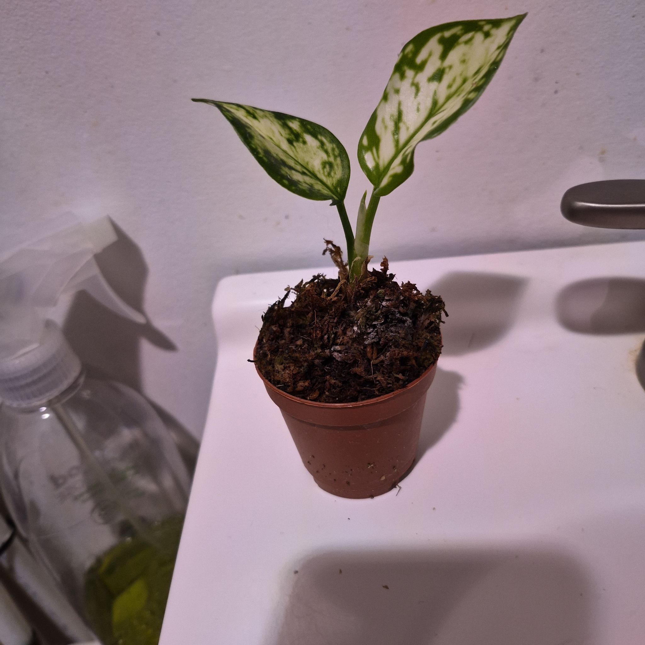 Photo of the plant species Chinese Evergreen by @norahaefele named Rosa on Greg, the plant care app