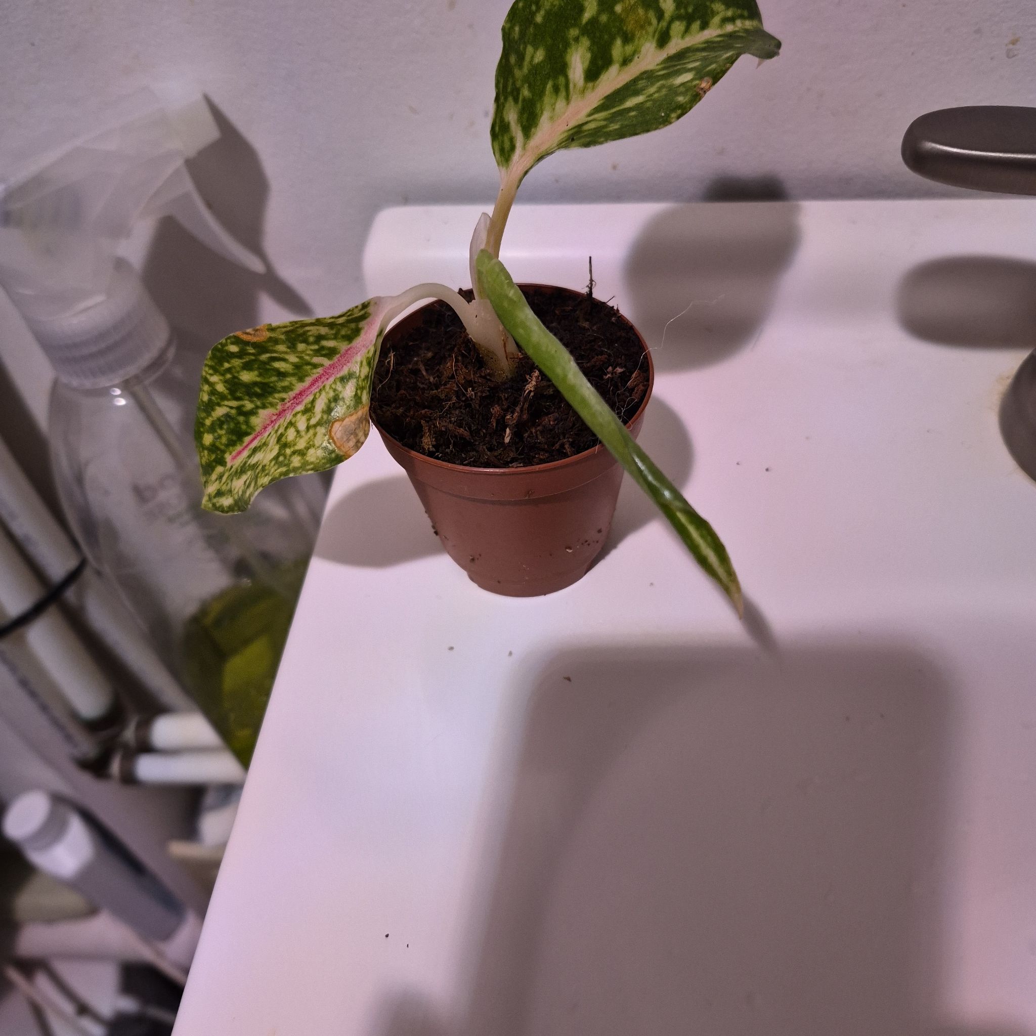 Photo of the plant species Pink Chinese Evergreen by @norahaefele named Tree Diddy on Greg, the plant care app